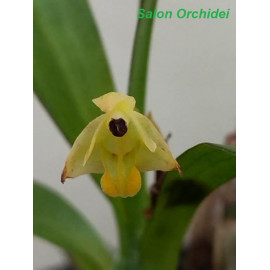 Eria concolor (FS)