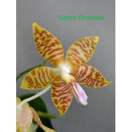 Phalaenopsis (mannii flava...