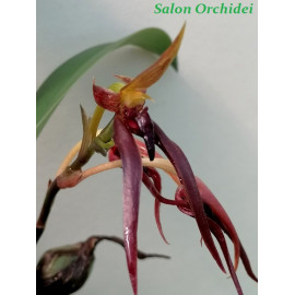 Bulbophyllum...