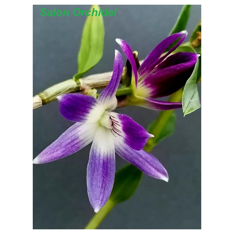 Dendrobium Victoria Reginae Philippinen Fs