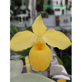 Paphiopedilum armeniacum (NFS)