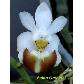 Phalaenopsis lobbii (FS)