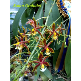 Phalaenopsis mannii (FS)