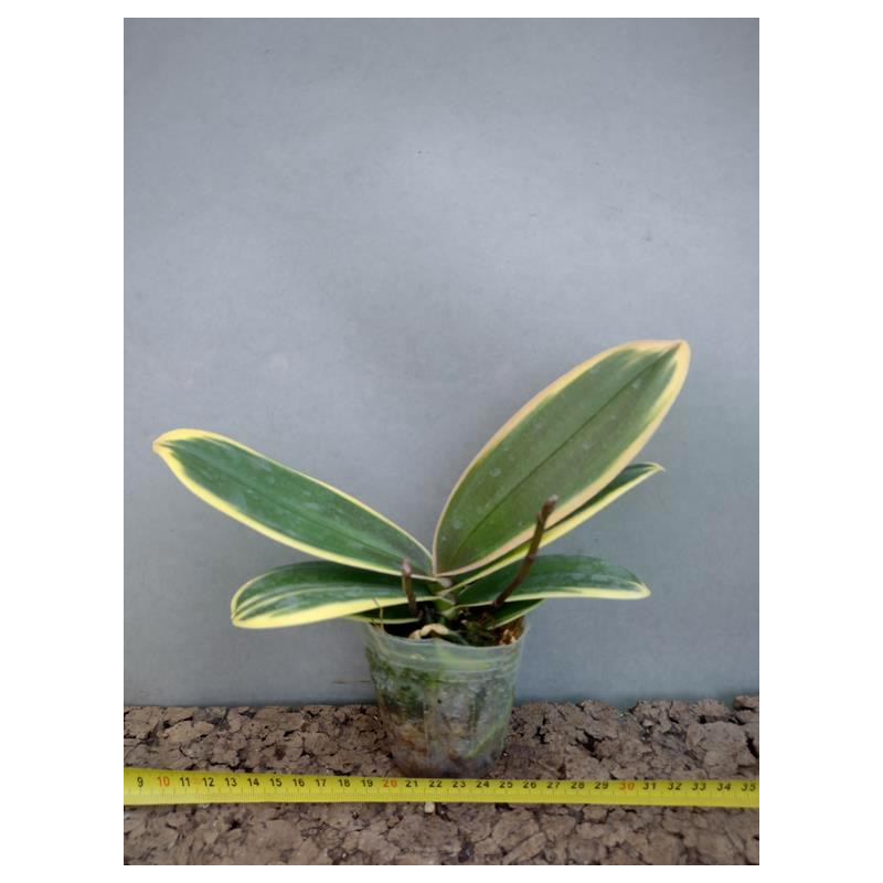 Phal chia e yenlin variegata фото