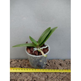Phalaenopsis pulcherrima 4N...