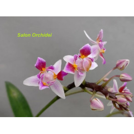 Phalaenopsis equestris...