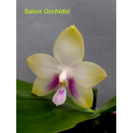 Phalaenopsis Nobbys Green...