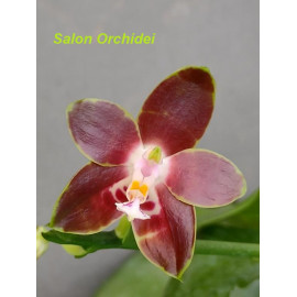 Phalaenopsis venosa CH (FS)