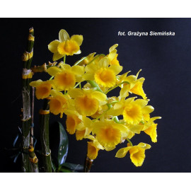 Dendrobium densiflorum (NFS)