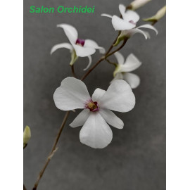 Dendrobium fytchianum (FS)