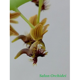 Phalaenopsis (Ornitochilus)...