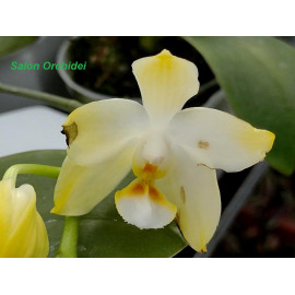 Phalaenopsis Yaphon Inin (FS)