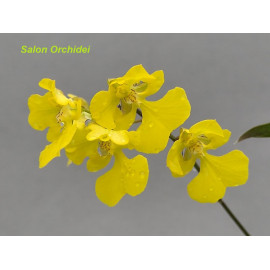 Oncidium onustum (Zelenkoa...