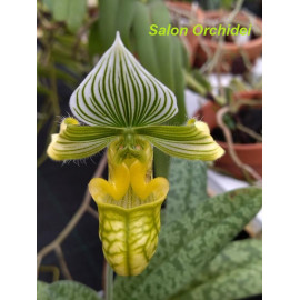 Paphiopedilum venustum alba...