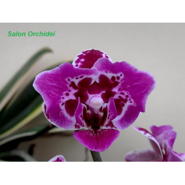 Phalaenopsis Chia E Yenlin...