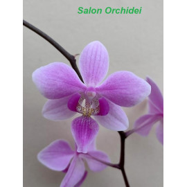 Phalaenopsis schilleriana x...