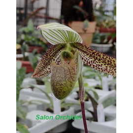 Paphiopedilum wardii (FS)