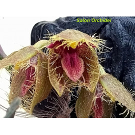 Bulbophyllum dayanum (FS)