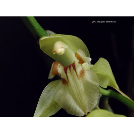 Coelogyne fuscescens var...