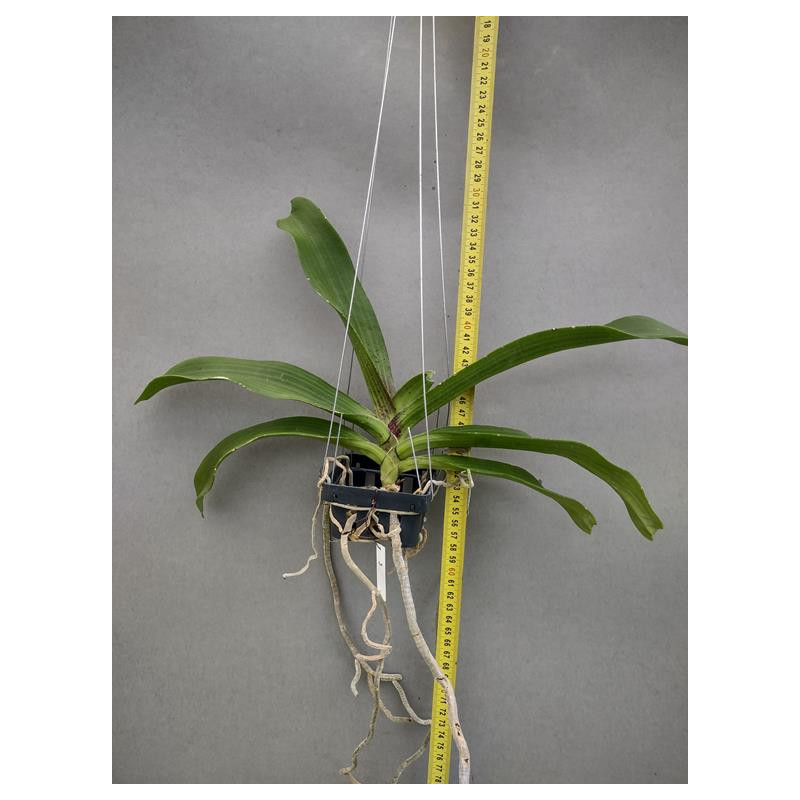Rhynchostylis gigantea Cartoon (FS)