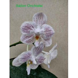 Phalaenopsis (javanica x...