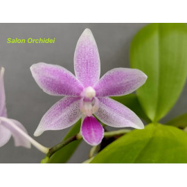 Phalaenopsis speciosa x...