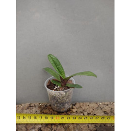 Paphiopedilum Lady Isabel x...