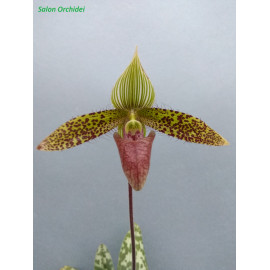 Paphiopedilum sukhakulii...