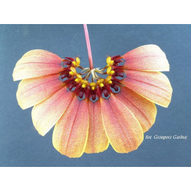 Bulbophyllum mastersianum...