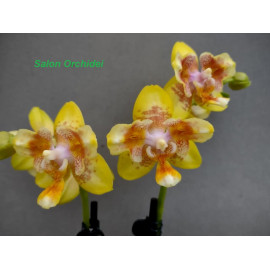 Phalaenopsis Anmio Yellow...