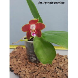 Phalaenopsis venosa Red (FS)