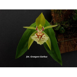 Coelogyne schilleriana (FS)