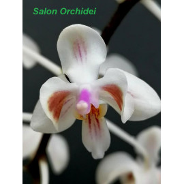 Phalaenopsis celebensis (NFS)
