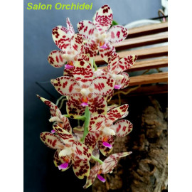 Phalaenopsis gigantea Wild...