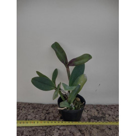 Cattleya violacea (NFS)