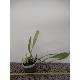 Bulbophyllum blumei (FS)
