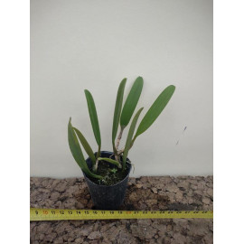 Bulbophyllum affine (FS)