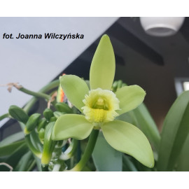 Vanilla planifolia (NFS)