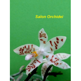 Phalaenopsis zebrina (FS)