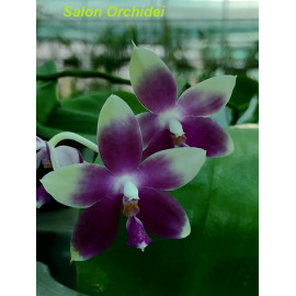 Phalaenopsis Violet Charm x...
