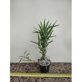 Dendrobium ovatum (FS)