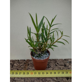 Dendrobium khanhoanense (FS)
