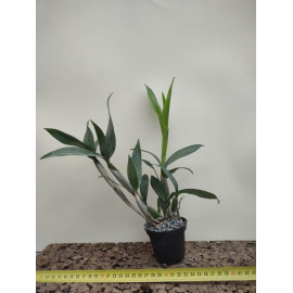 Dendrobium hodgkinsonii (FS)