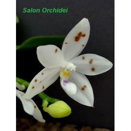 Phalaenopsis speciosa...