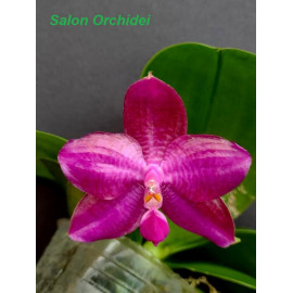Phalaenopsis Miki Sabina...