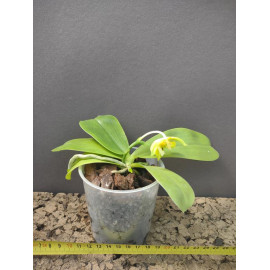 Phalaenopsis Penang...