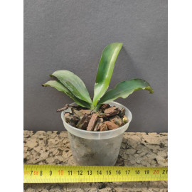 Phalaenopsis honghenensis x...