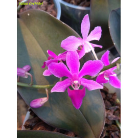 Phalaenopsis Purple Gem (NFS)
