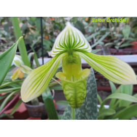 Paphiopedilum wardii f....