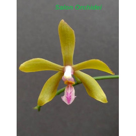 Phalaenopsis honghenensis x...